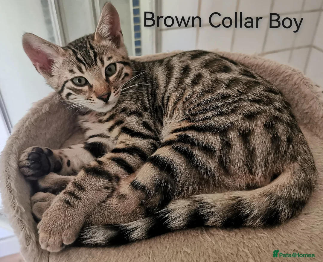Bengal cats for sale:  Silver, Snow & brown Spotted Bengal Kittens - Advert 2
