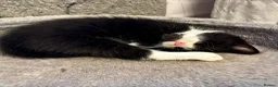 Mixed Breed cats for sale: Beautiful tuxedo kittens  - Advert 24
