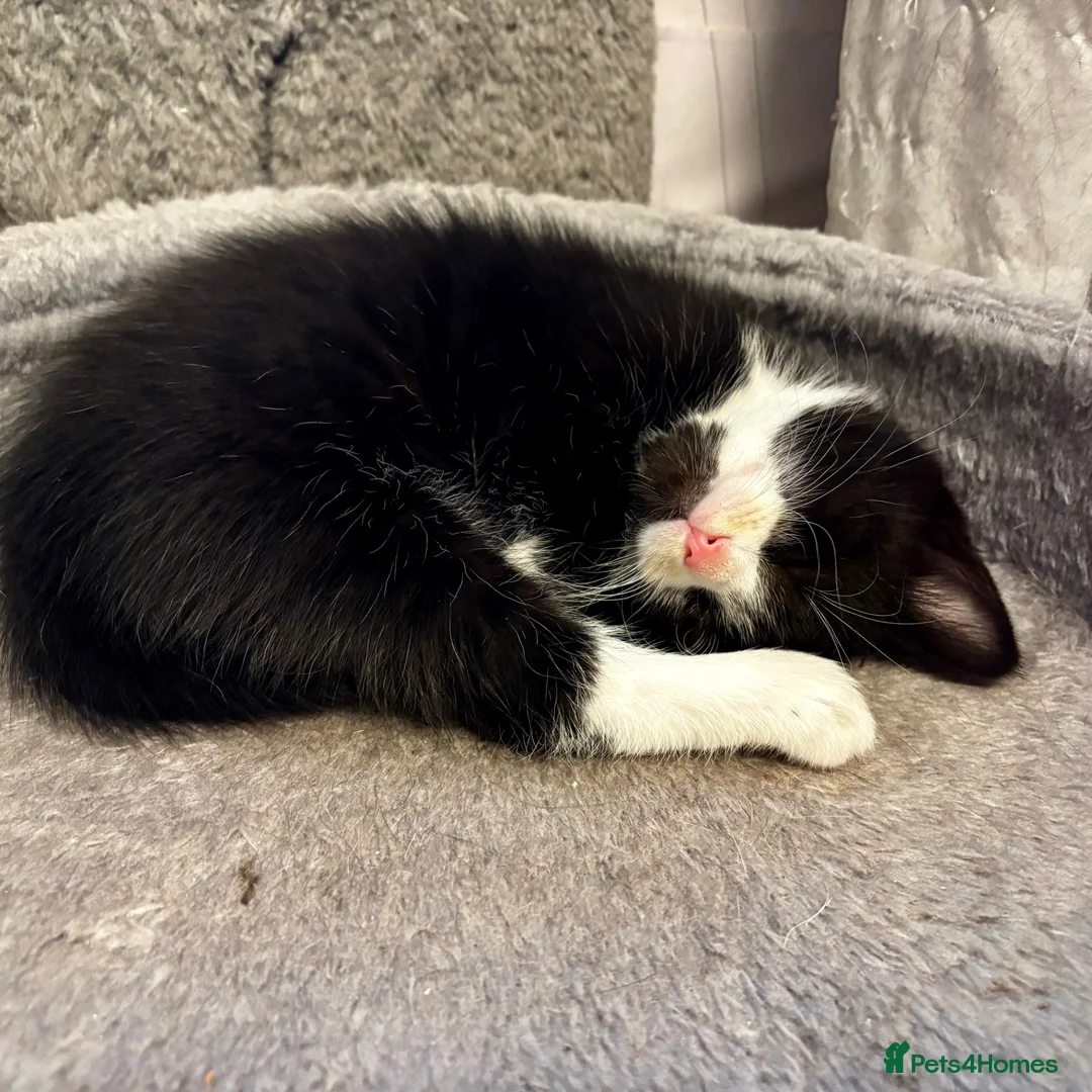 Mixed Breed cats for sale: Beautiful tuxedo kittens  - Advert 24