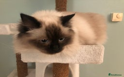 Ragdoll cats for sale: Two adorable ragdolls ready for new home  - Image 10