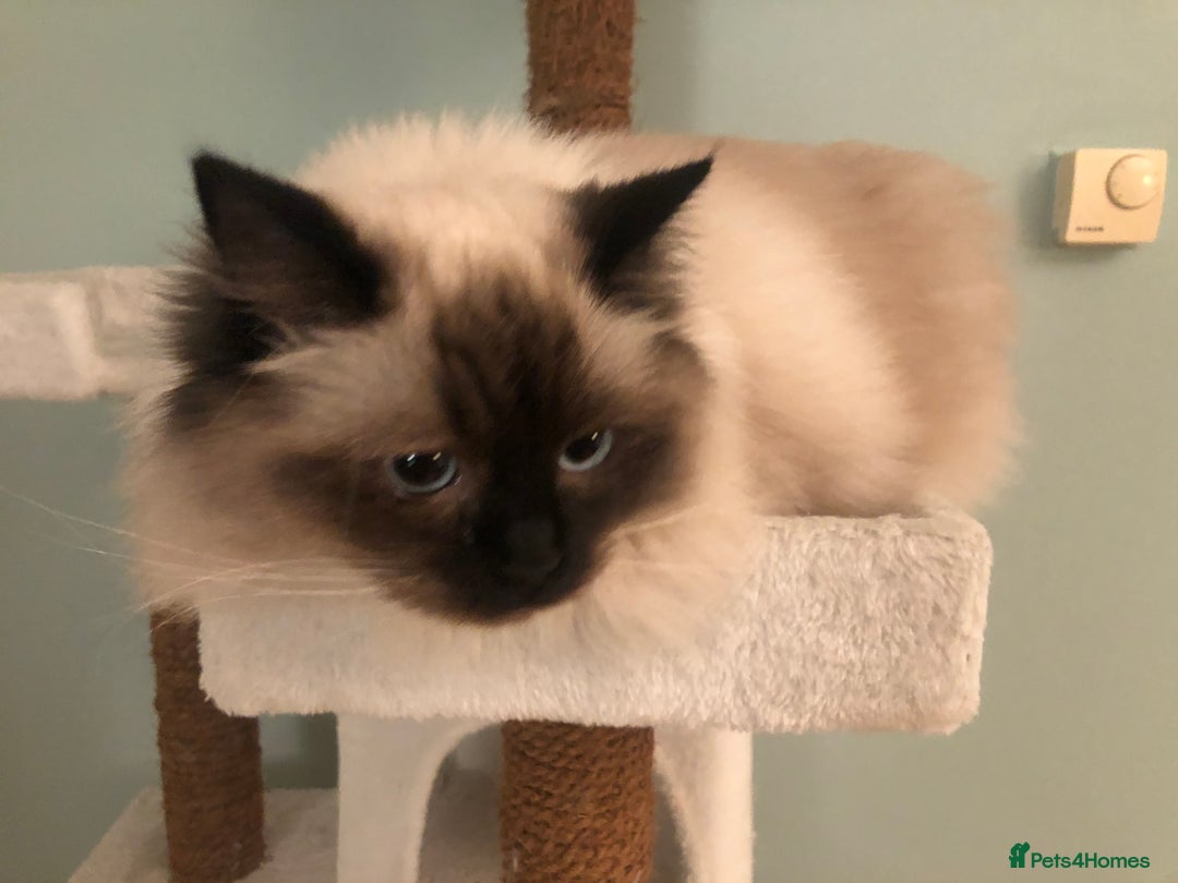 Ragdoll cats for sale: Two adorable ragdolls ready for new home  - Image 10