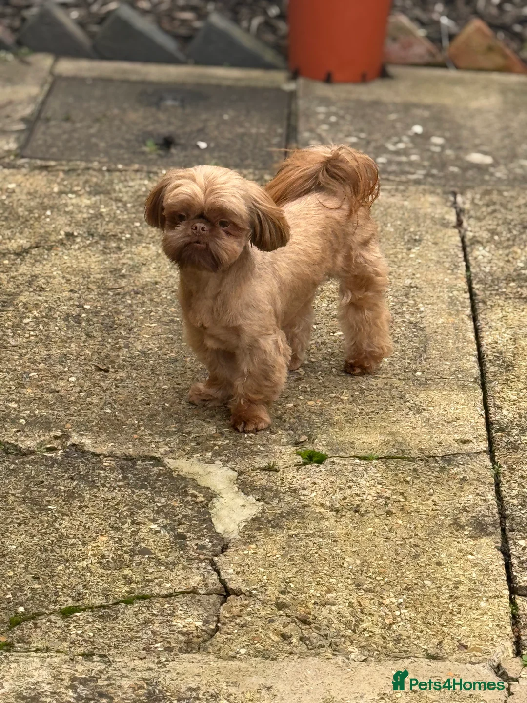 Shih Tzu dogs for stud: Imperial Shih Tzu for Stud (Karashishi Lines) - Advert 3