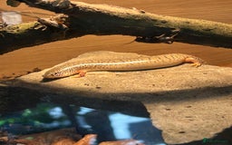 Skink reptiles for sale: Occelated Skinks - Image 4
