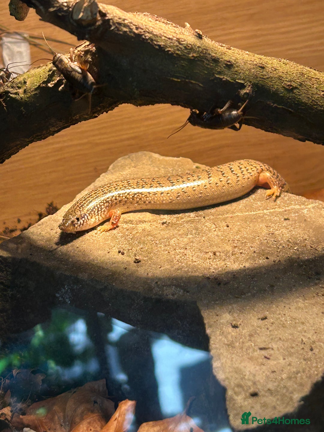 Skink reptiles for sale: Occelated Skinks - Image 4