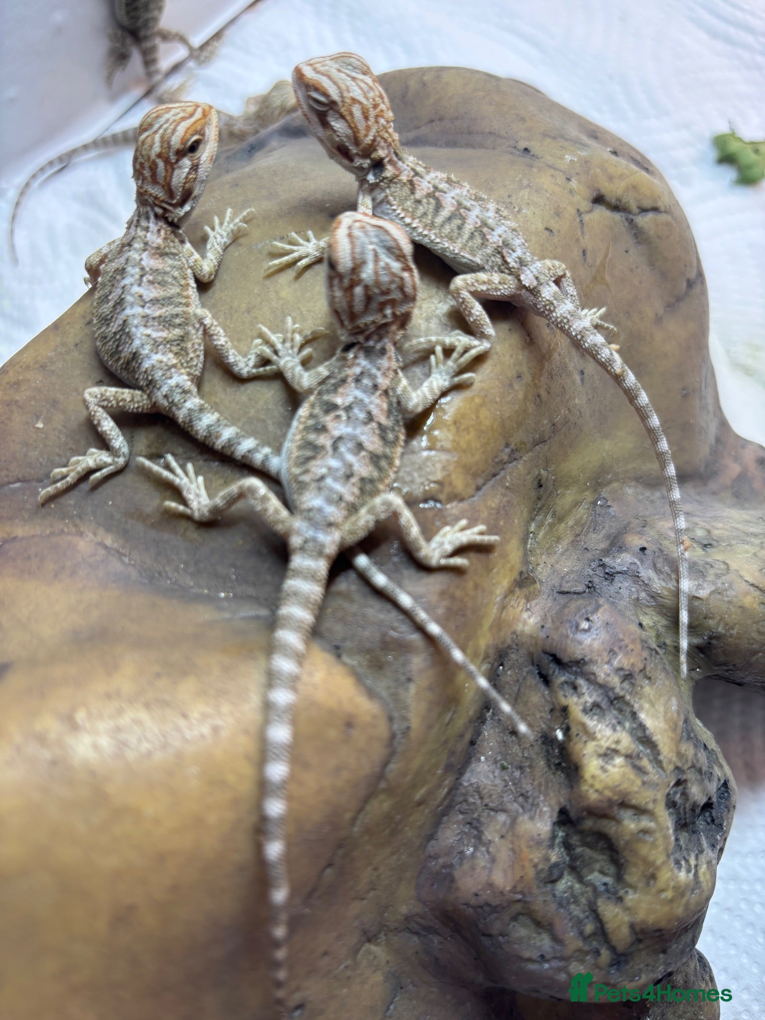 Bearded Dragon reptiles Baby Bearded Dragons. Visual Dunners & Hypos - Advert 1