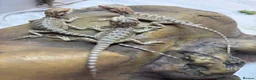 Bearded Dragon reptiles for sale: Baby Bearded Dragons. Visual Dunners & Hypos - Advert 1