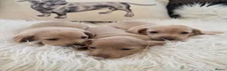 Miniature Dachshund dogs for sale: KC reg cream dachshunds  - Advert 4