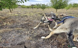 Mixed Breed dogs for adoption: Sweet, Friendly Young RUBY - for a Loving Family - Advert 14