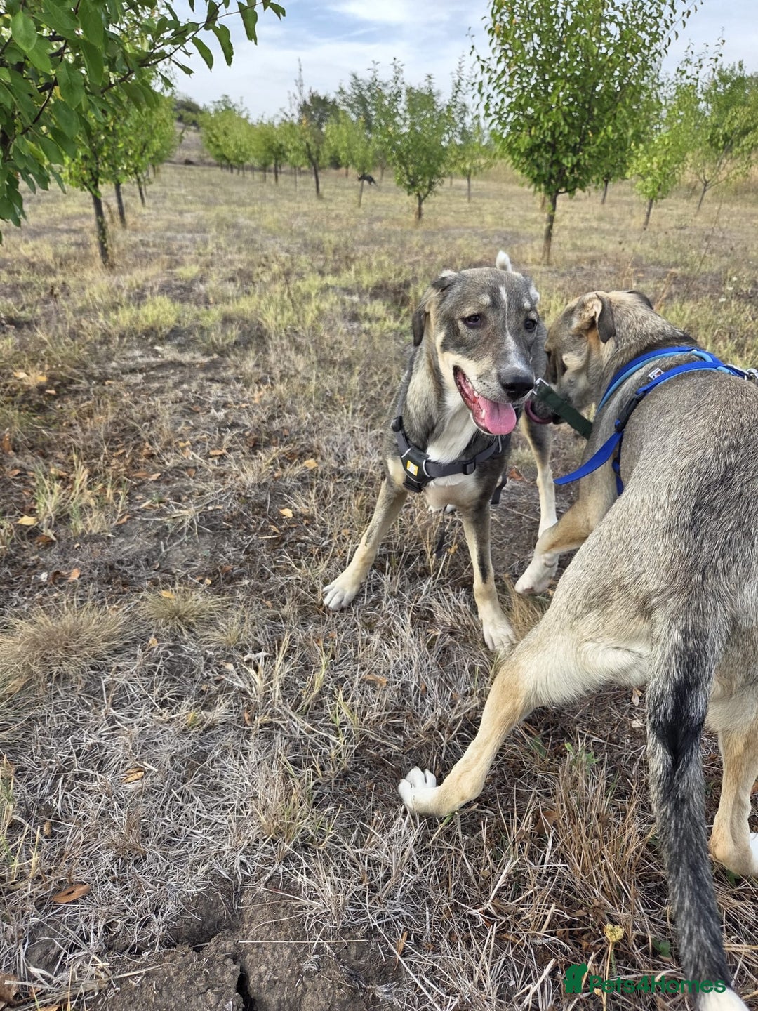 Mixed Breed dogs for adoption: Sweet, Friendly Young RUBY - for a Loving Family - Advert 14