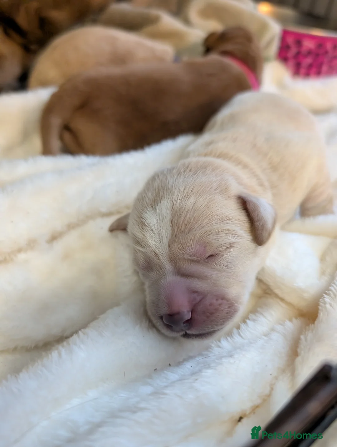 Mixed Breed dogs for sale: Golden doodle x Labrador puppies - Advert 5