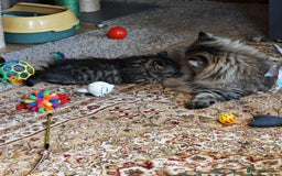 Siberian cats for sale: Siberian GCCFxGolden Chinchilla GCCF - Image 9