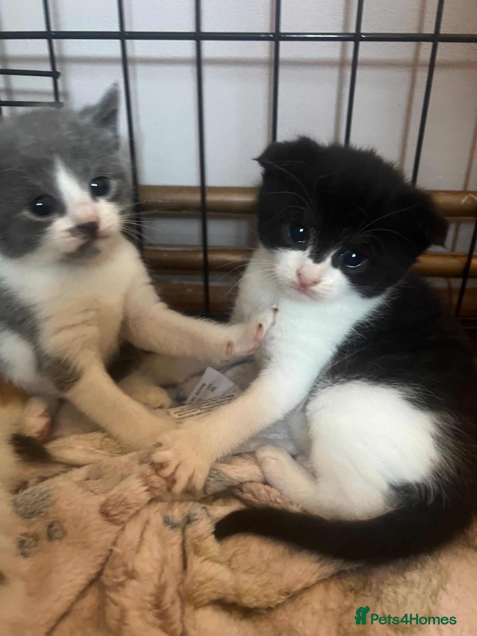 Scottish Fold cats Half Scottish Fold Babies  - Advert 4
