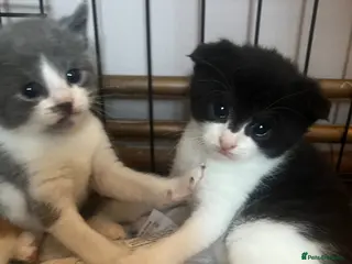 Scottish Fold cats Half Scottish Fold Babies - Advert 4