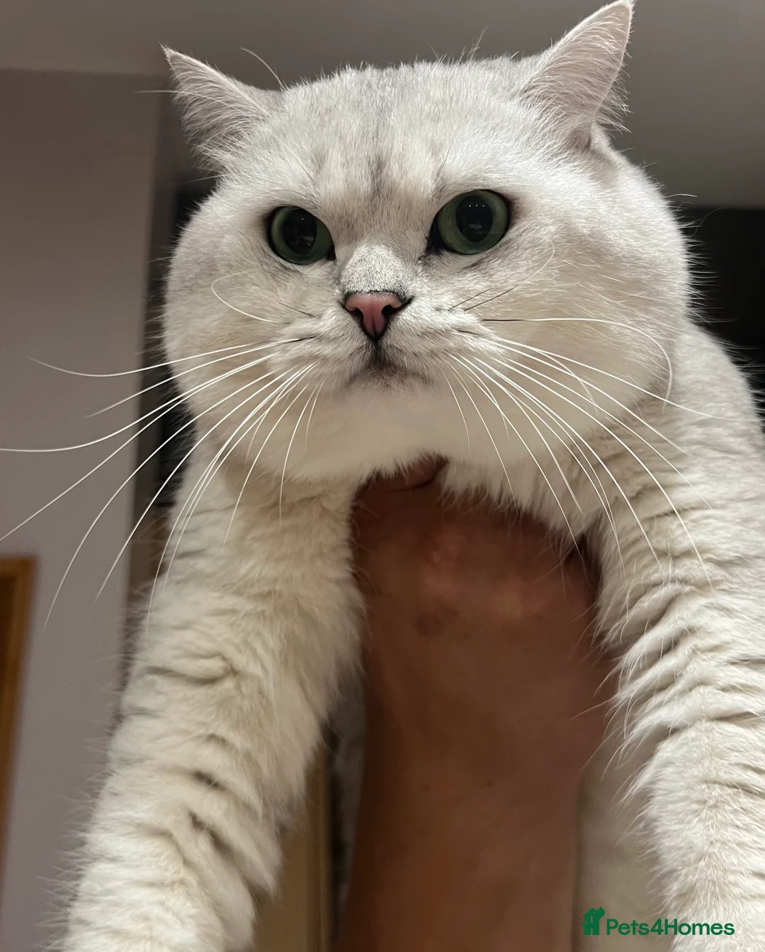 British Shorthair cats for stud: ACTIVE reg 𝑮𝑪𝑪𝑭/TICA BSH CHINCHILLA 🏆 in Ilford - Advert 3