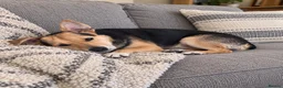 Jack Russell dogs for sale: 3 year old Jack Russell boy in Cambridge - Advert 1