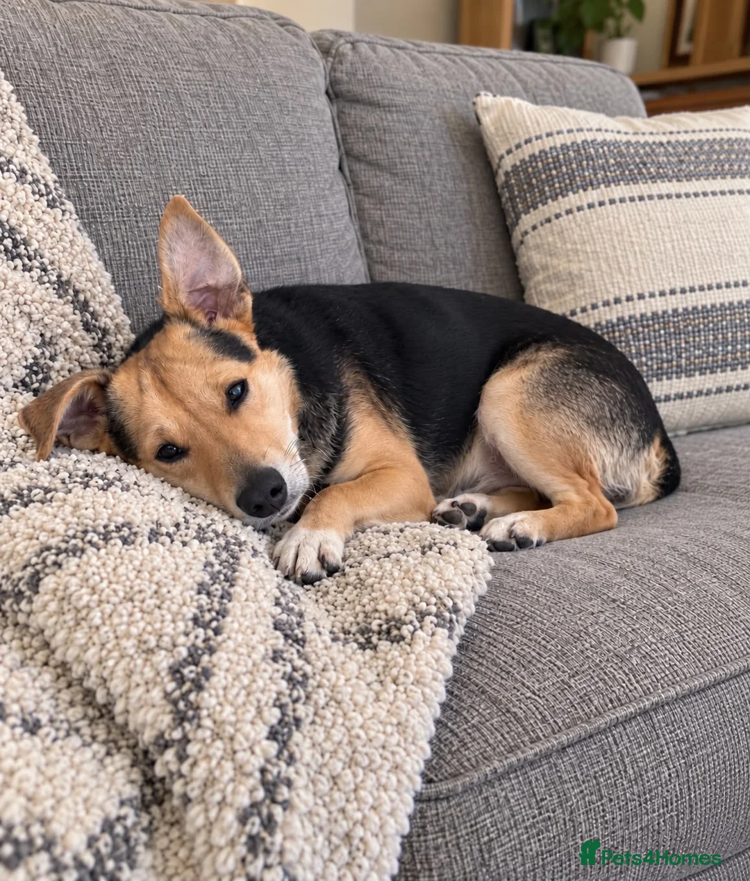 Jack Russell dogs for sale: 3 year old Jack Russell boy in Cambridge - Advert 1