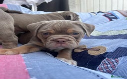 Olde English Bulldogge dogs for sale: Puppies 07931561727 - Image 7