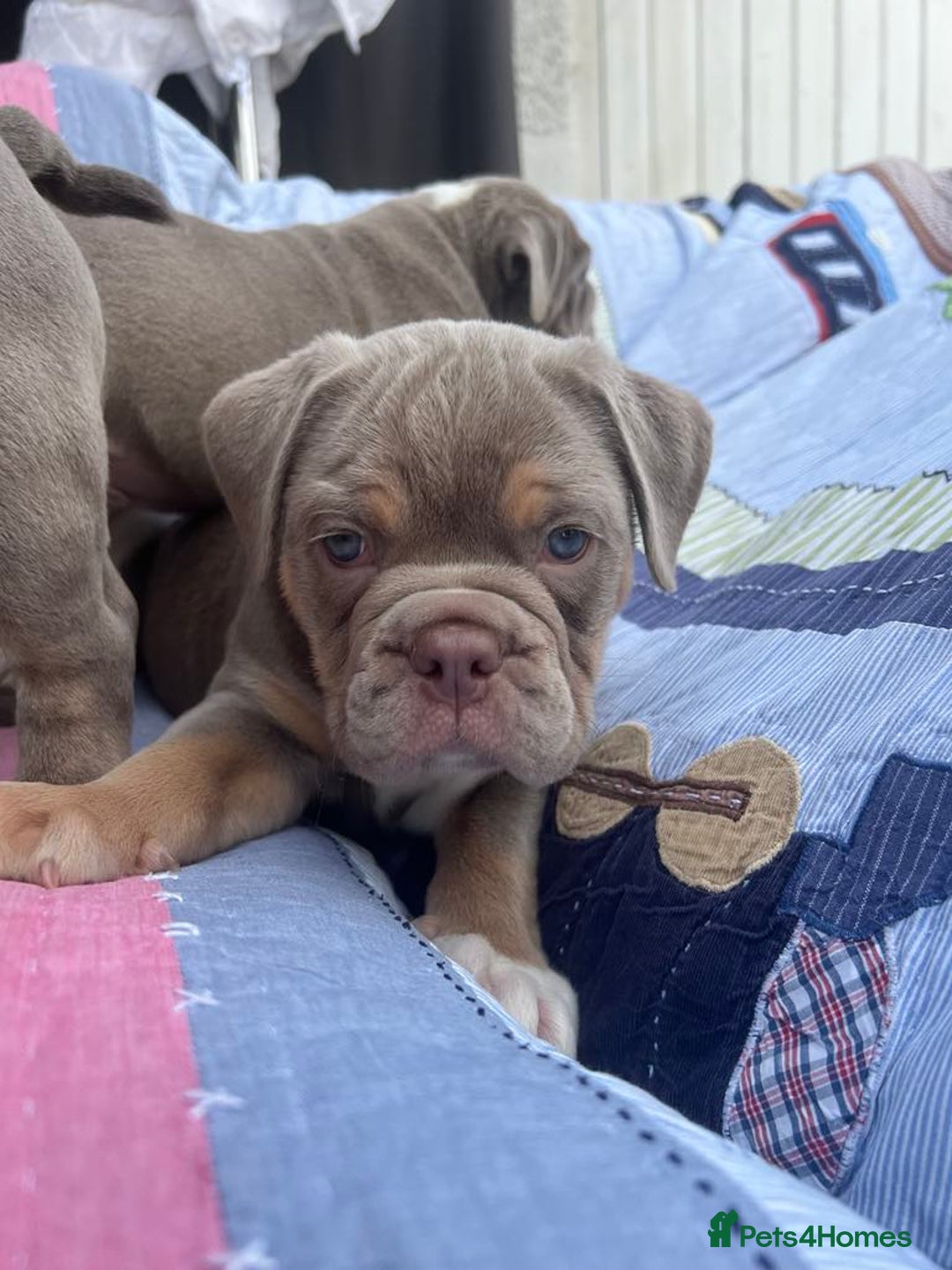 Olde English Bulldogge dogs for sale: Puppies 07931561727 - Image 7