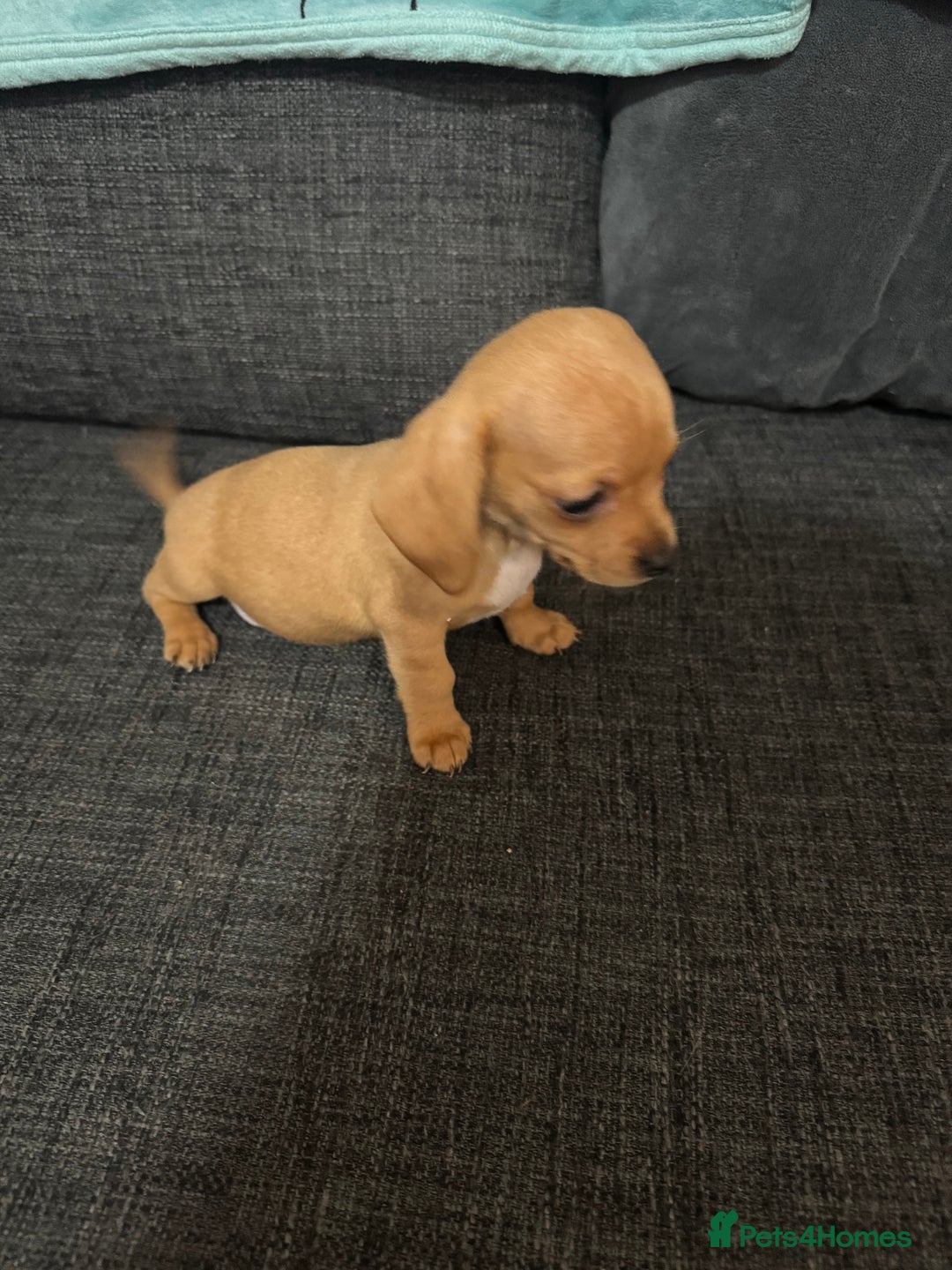 Dachshund dogs for sale: 5 beautiful dachshund 1 girl 4 boys - Advert 7