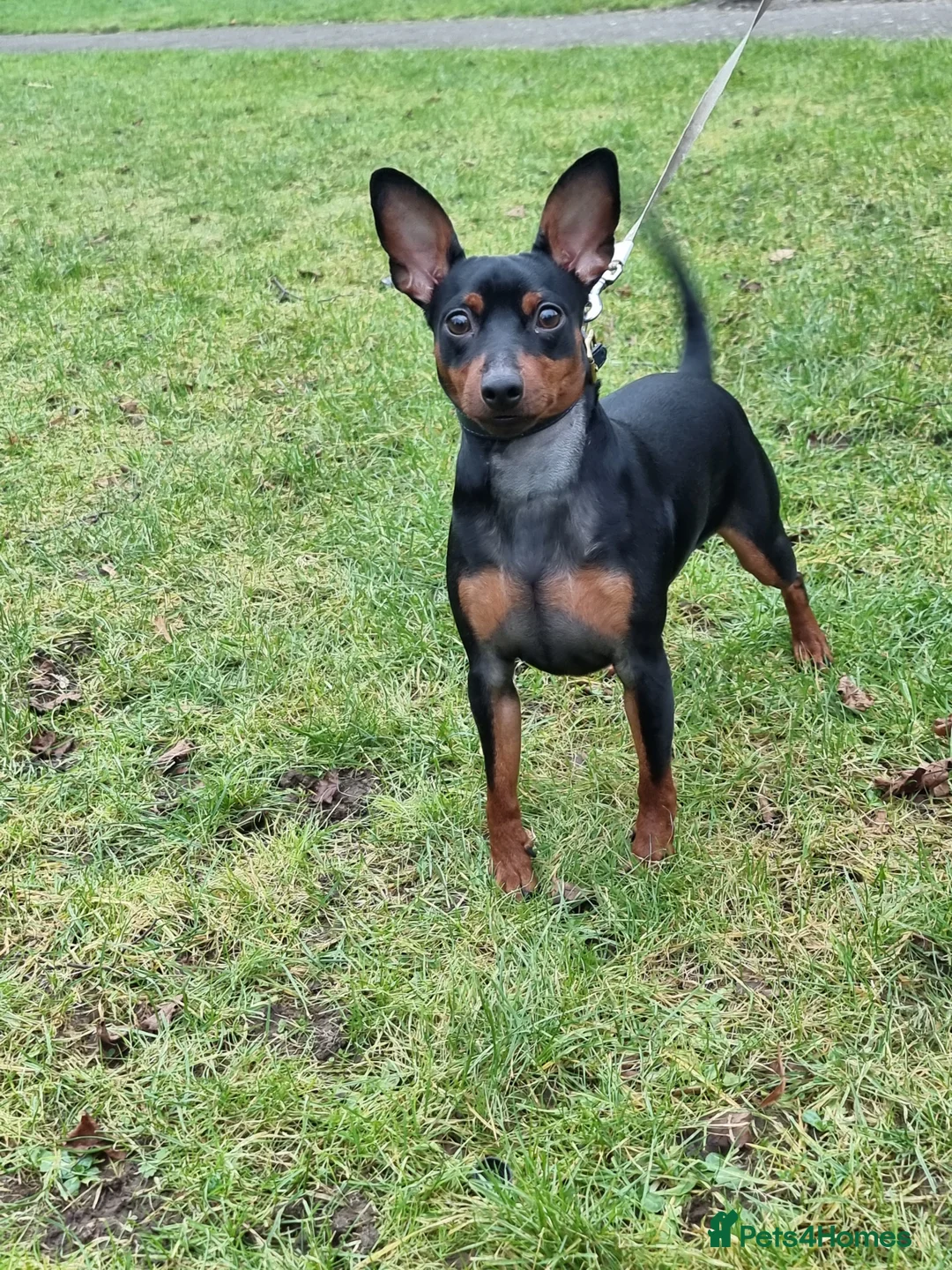Miniature Pinscher dogs for sale: Male Miniature Pinscher – 11 Months – Show Quality - Advert 2
