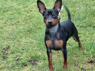 Miniature Pinscher dogs Male Miniature Pinscher – 11 Months – Show Quality - Advert 1