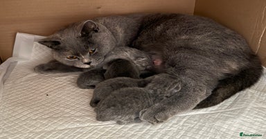 British Shorthair cats - Advert 7