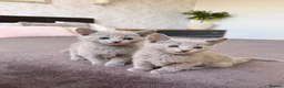 Russian Blue cats for sale: 🐾Champion Line TICA Russian Blue Kittens 🐾 - Advert 4