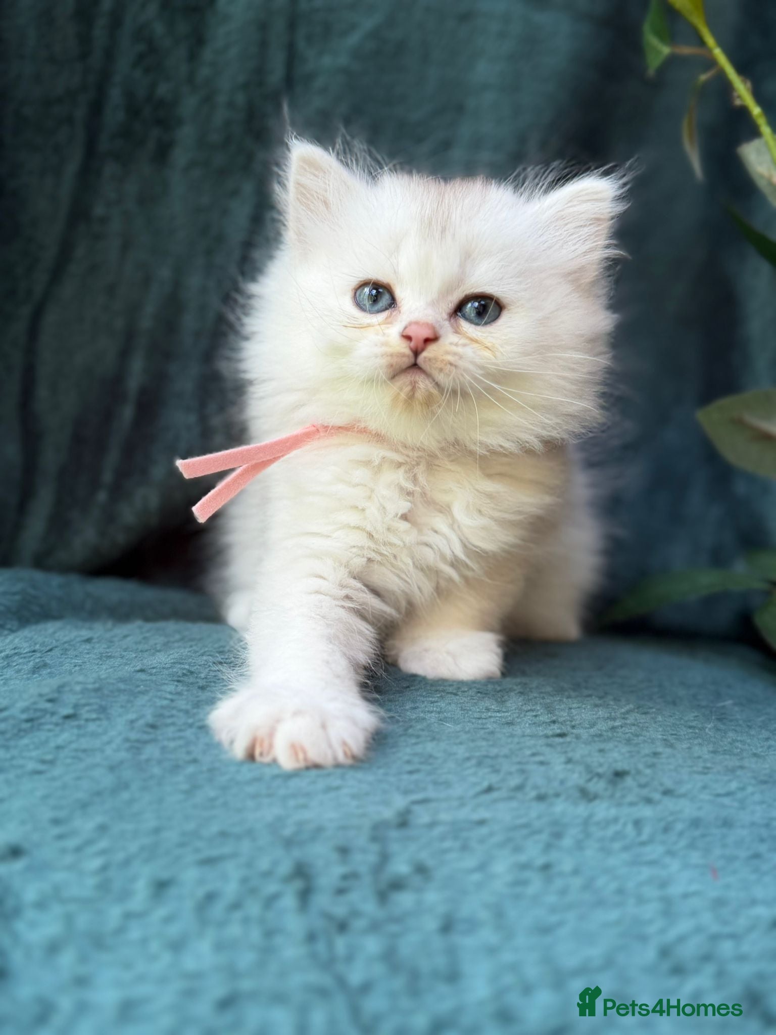 British Longhair cats BEAUTIFUL BRITISH SHORTHAIR & LONGHAIR KITTENS  - Advert 4
