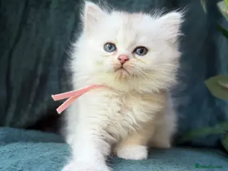 British Longhair cats BEAUTIFUL BRITISH SHORTHAIR & LONGHAIR KITTENS - Advert 4