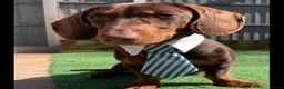 Miniature Dachshund dogs for sale: 6 stunning KC registered Pups  - Advert 25