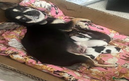 Chihuahua dogs for sale: All pups got loving homes - Image 5