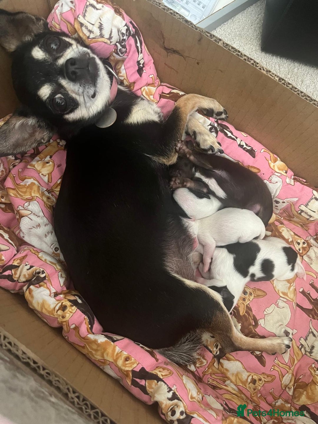 Chihuahua dogs for sale: All pups got loving homes - Image 5