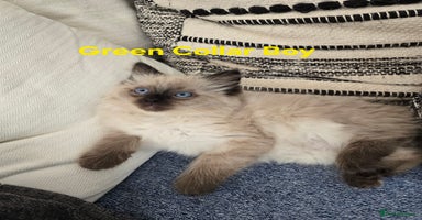 Ragdoll cats - Advert 6