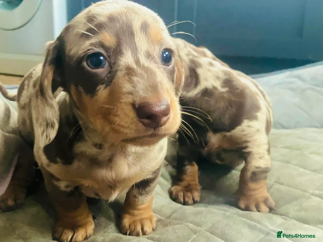 Miniature Dachshund dogs for sale: PRA Cord 1, DM, OI Clear Miniature Dachshund Pups - Advert 4