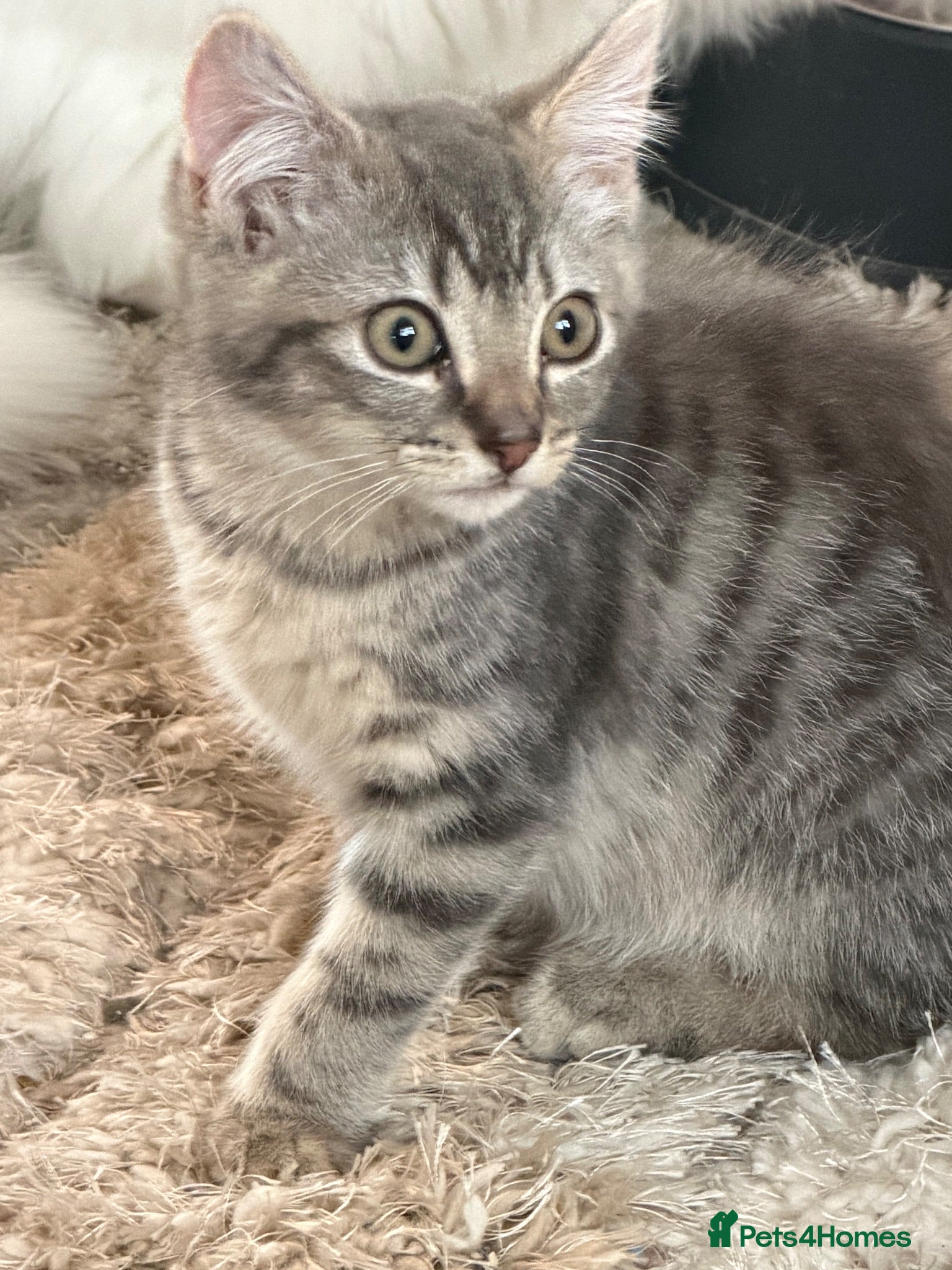 British Shorthair cats British short hair cross bengal - Advert 7