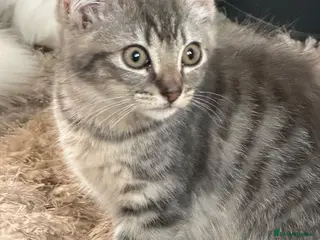 British Shorthair cats British short hair cross bengal - Advert 7