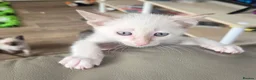 Snowshoe cats for sale: Rare TICA registered Snowshoe kittens - Advert 7