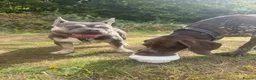 French Bulldog dogs for stud: PRINCE  - Advert 20