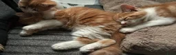 Mixed Breed cats for sale: Beautiful Litter of Mixed Breed Kittens - Advert 12