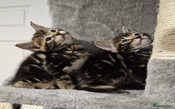 Russian Blue cats for sale: Mix Russian Blue and Maine Coon - Image 10