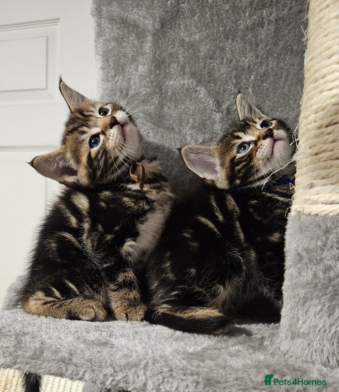 Russian Blue cats for sale: Mix Russian Blue and Maine Coon - Image 10