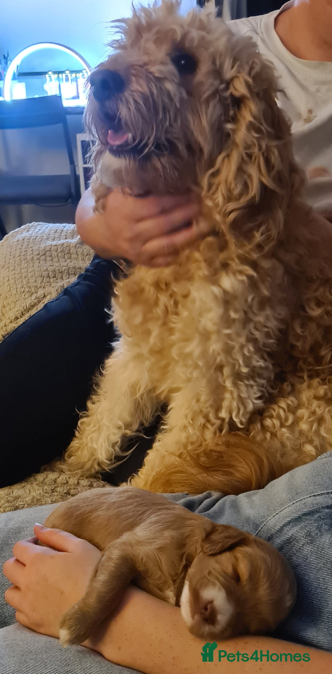 Mixed Breed dogs for sale: 5 Beautiful Cockapoo Girls ready  - Image 6