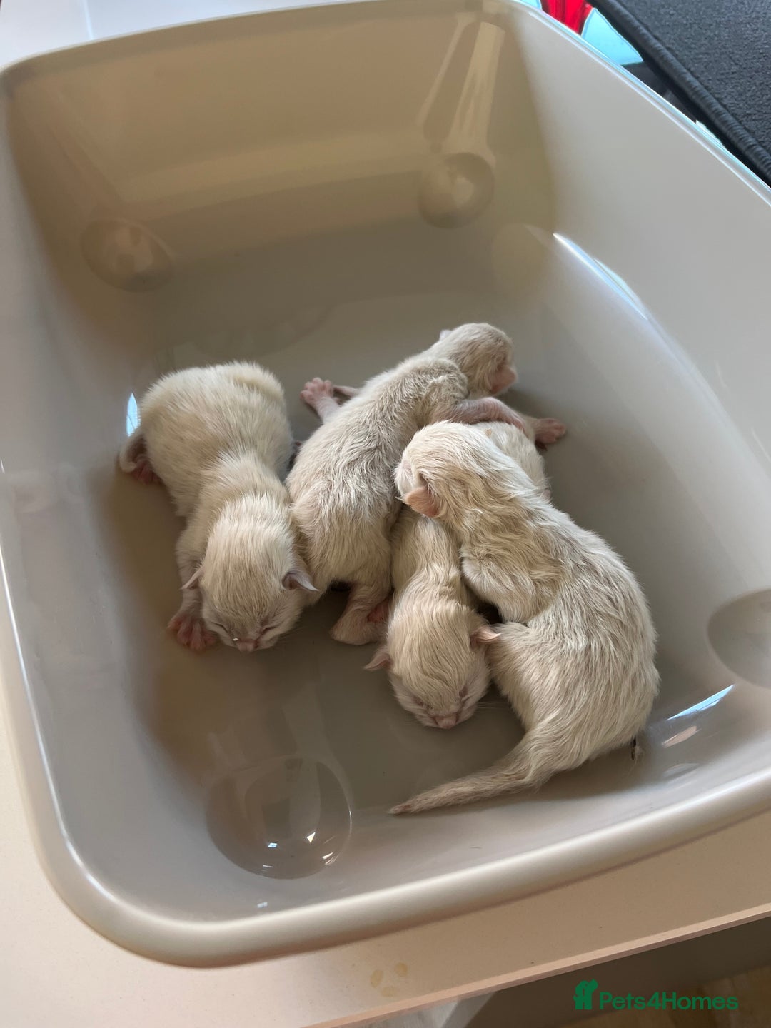 Ragdoll cats for sale: Stunning Bluepoint Ragdoll kittens!  - Image 6