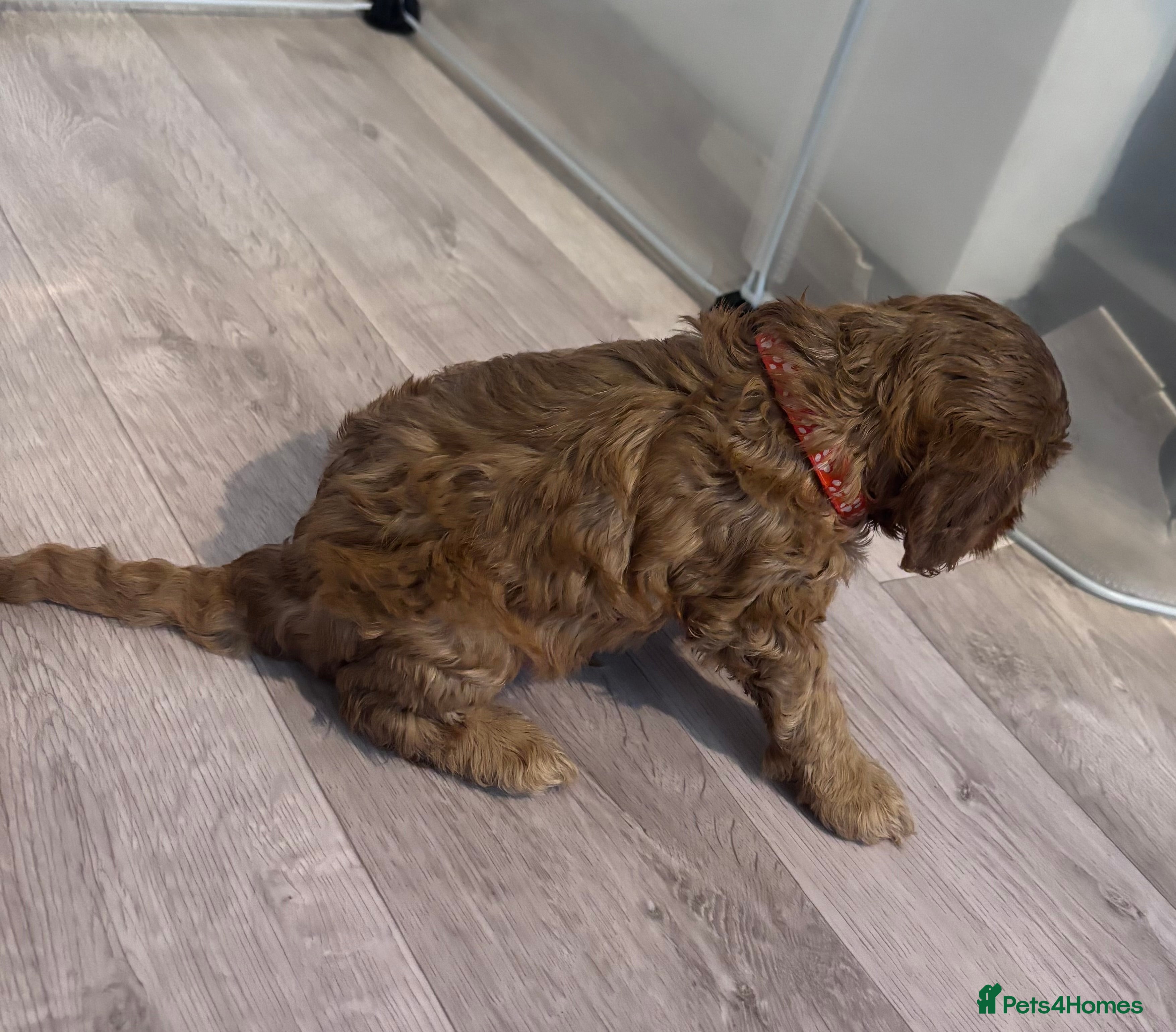 Cockapoo dogs LAST 2! Toy F2 Cockapoo Puppies – Poole - Advert 2