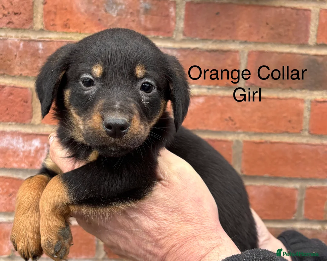 Mixed Breed dogs for sale: Cocker X Collie Puppies - Advert 8