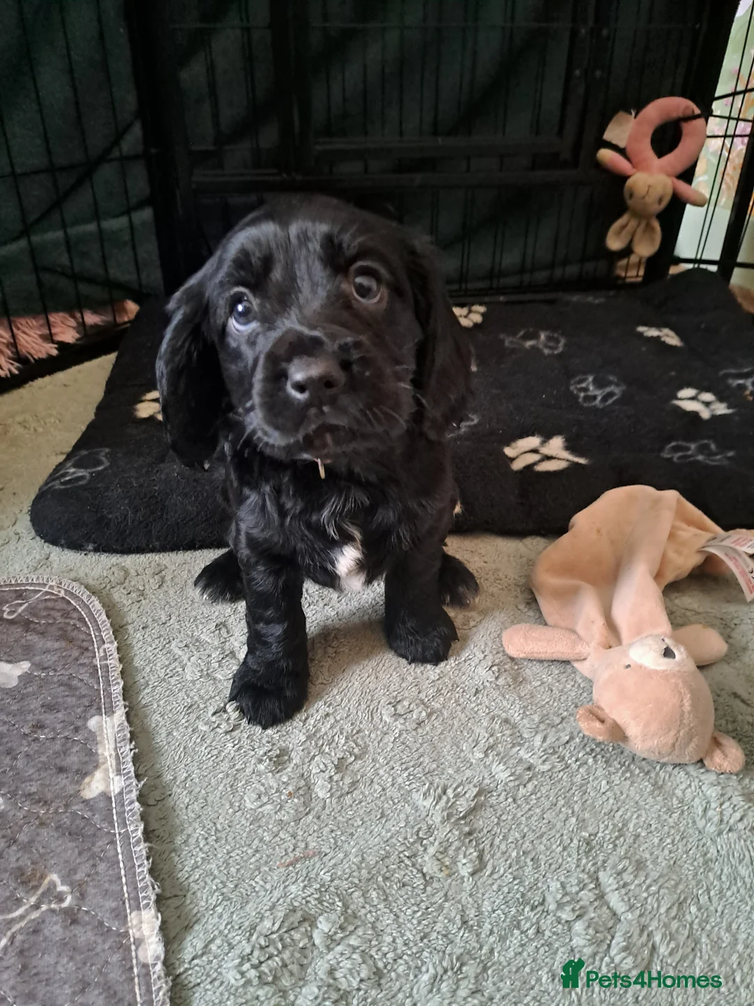 Cockalier dogs for sale: 🐶Cockalier Puppies🐶 last 2 ready now!  - Advert 2