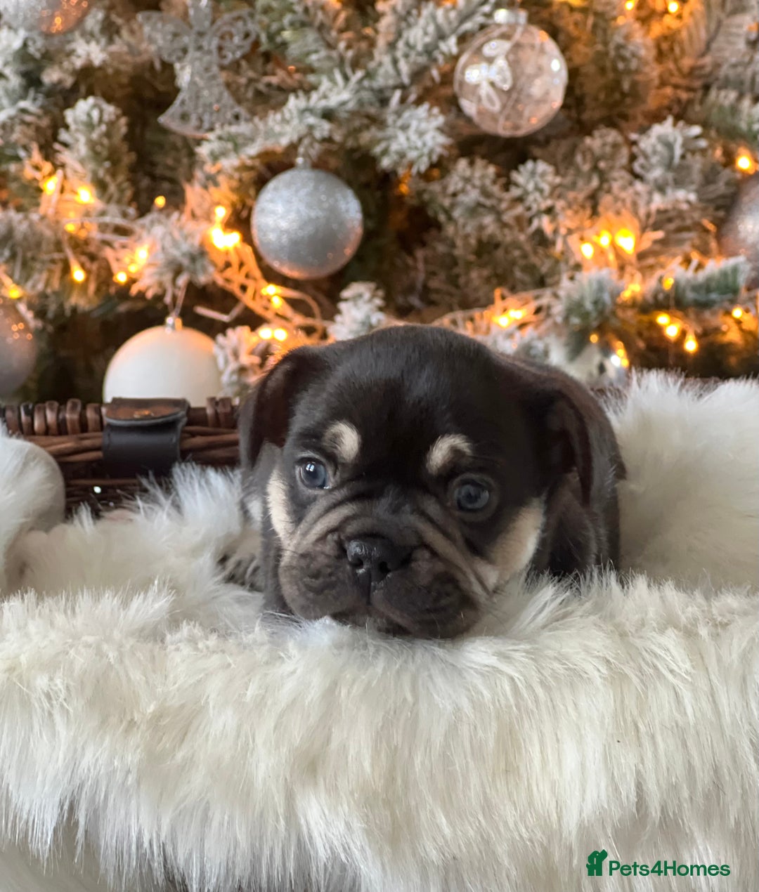 French Bulldog dogs for sale: Stunning Kc French Bulldog puppies  - Advert 3