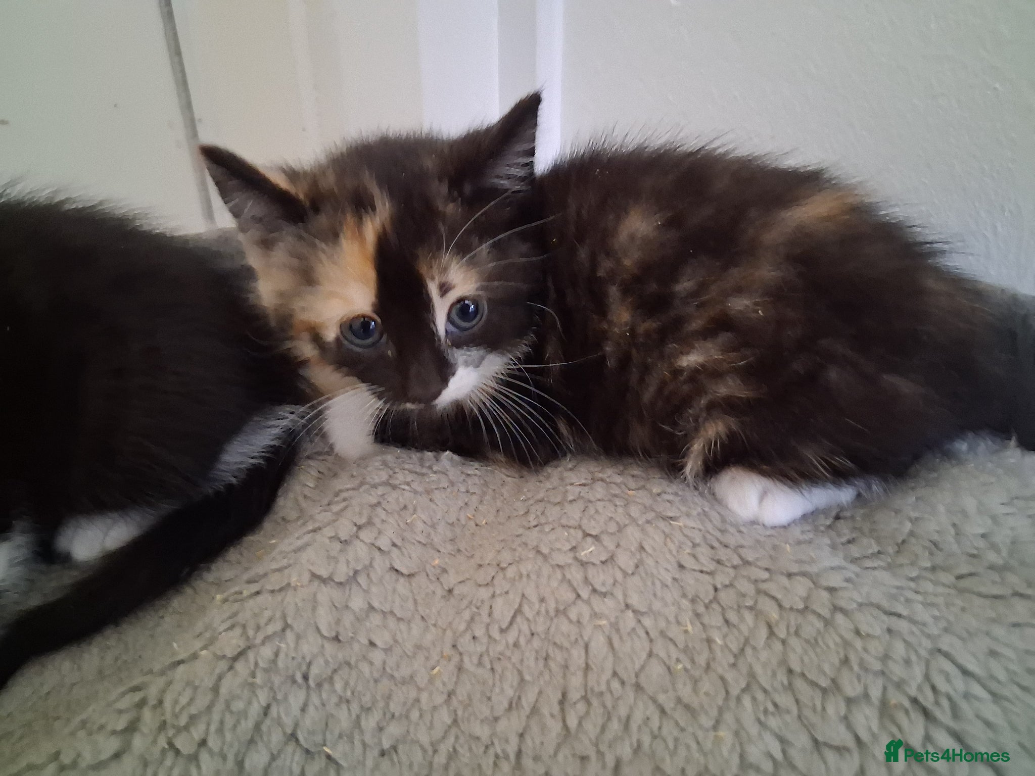 Domestic Shorthair cats for sale: 2 BEAUTIFUL KITTENS AND MUM AVAILABLE - Advert 6