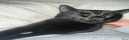 Domestic Shorthair cats for sale: Beautiful Black Cat for Rehoming - Advert 4