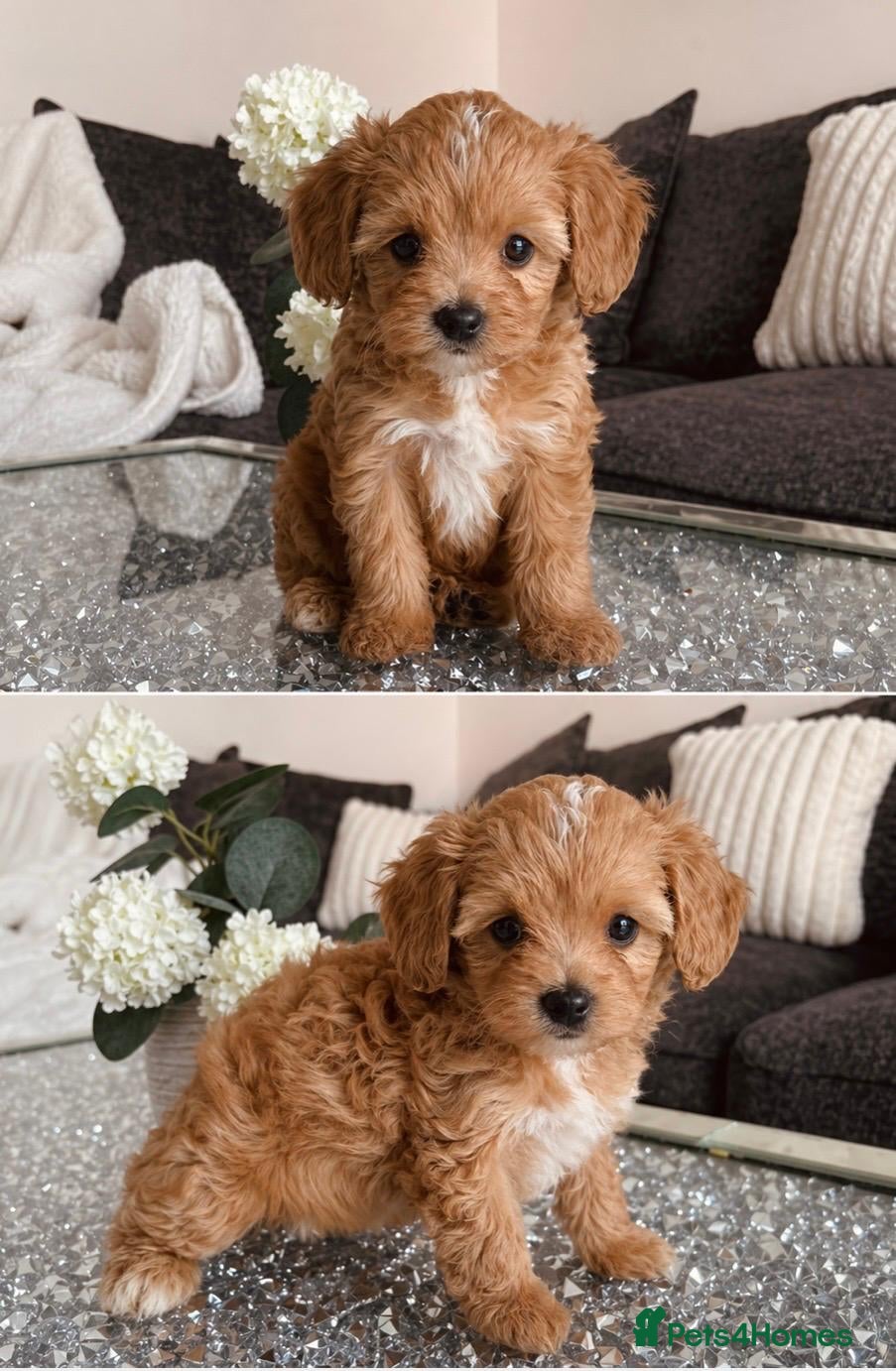 Maltipoo dogs for sale: 🔥Extra Tiny Asian maltipoos  🔥READY TO GO🔥  - Advert 4